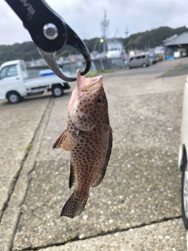 オオモンハタの釣果
