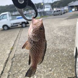 オオモンハタ