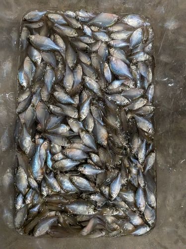 タイリクバラタナゴの釣果