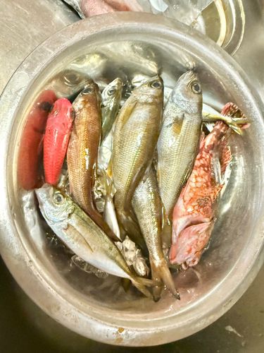 戸田湾
