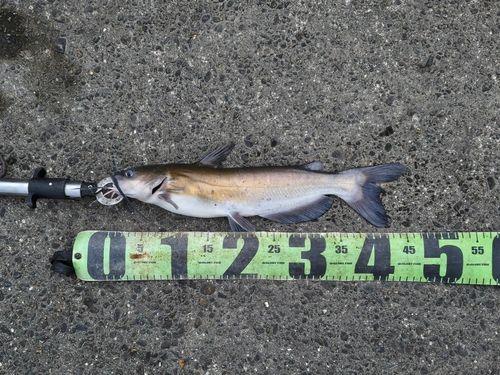 アメリカナマズの釣果