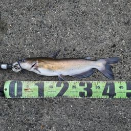 アメリカナマズ