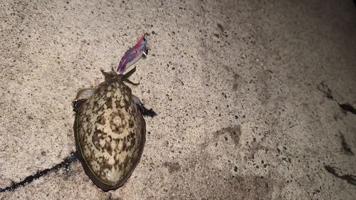 モンゴウイカの釣果