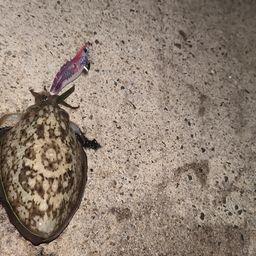 モンゴウイカ