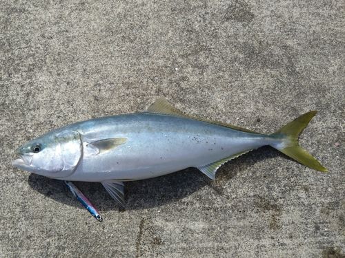イナダの釣果