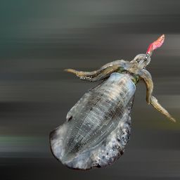 アオリイカ
