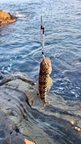 エソの釣果