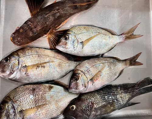 ヘダイの釣果