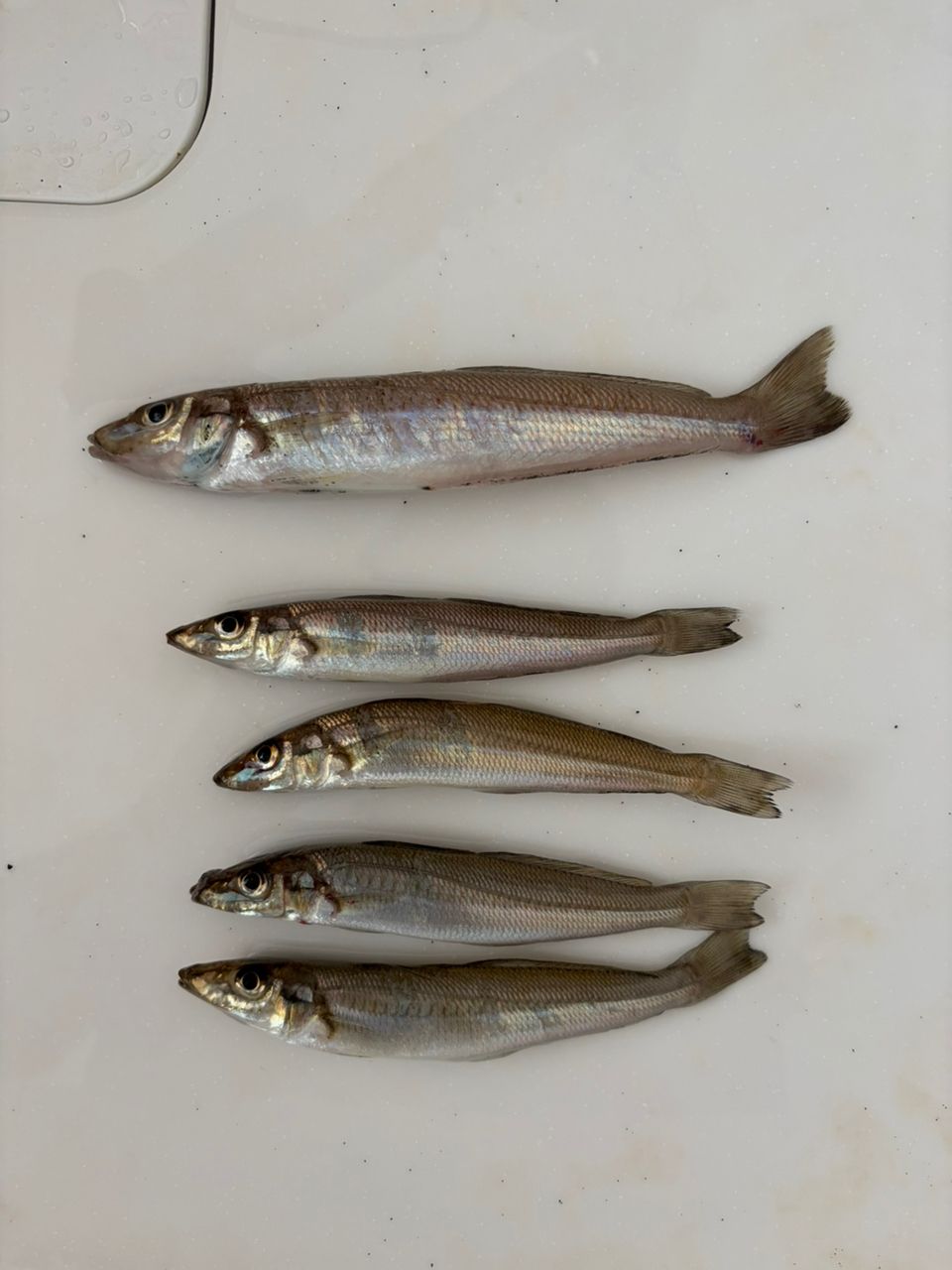 シロギス