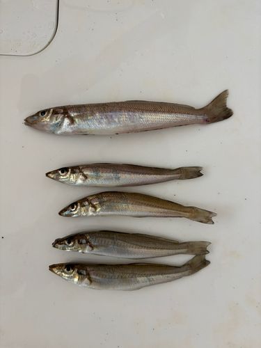シロギスの釣果