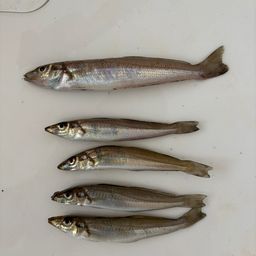シロギス