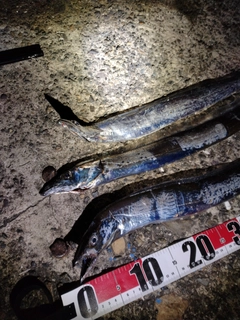 タチウオの釣果
