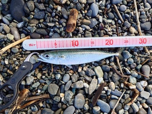 マサバの釣果