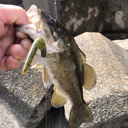 スモールマウスバス