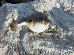 クサフグの釣果