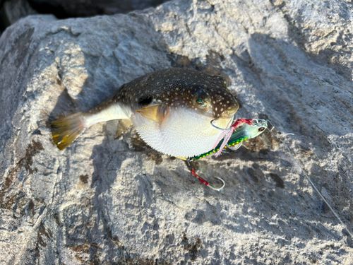 クサフグの釣果