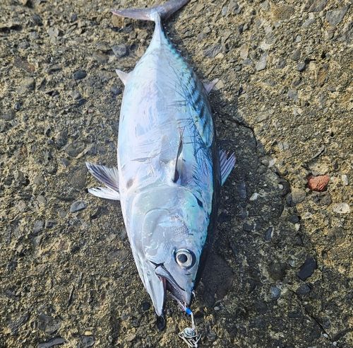 ヤイトの釣果