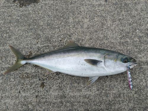 三陸海岸（岩手）