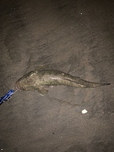 マゴチの釣果