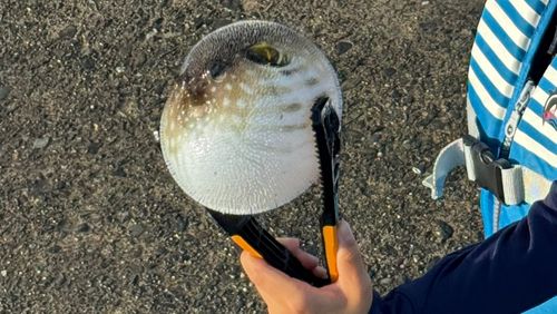 サザナミフグの釣果