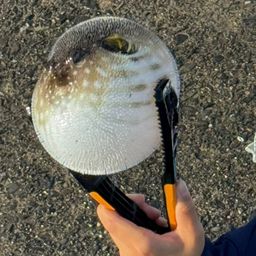 サザナミフグ