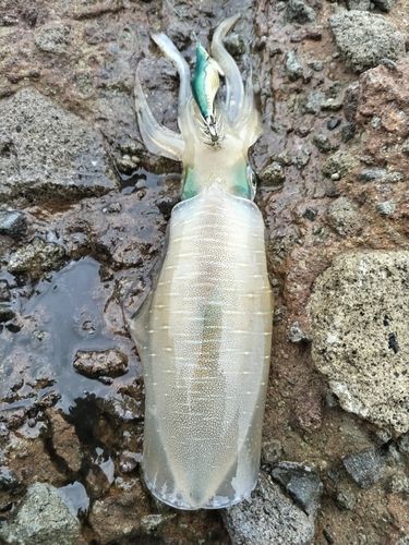 アオリイカの釣果