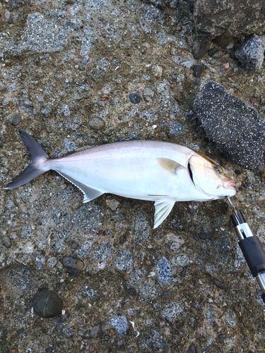 ネリゴの釣果