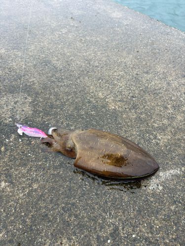 コウイカの釣果