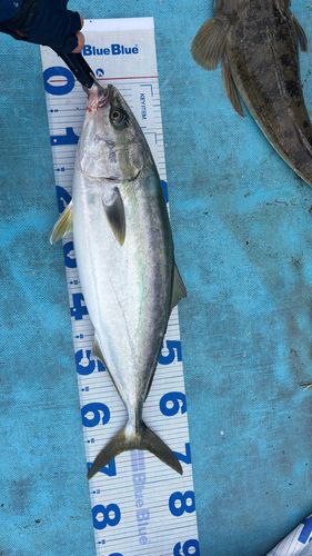 ワラサの釣果