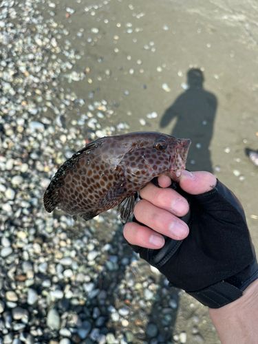 オオモンハタの釣果
