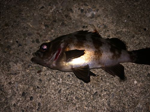 メバルの釣果