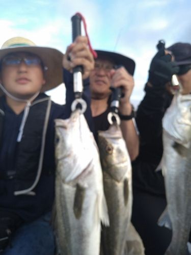 シーバスの釣果