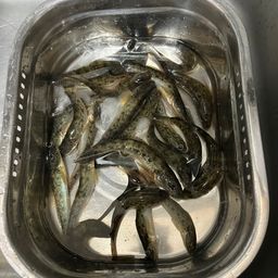 ハゼ