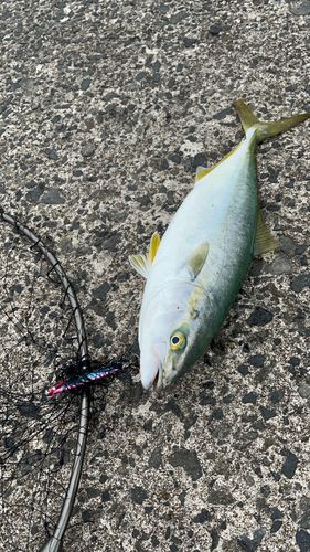 フクラギの釣果