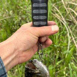 スモールマウスバス