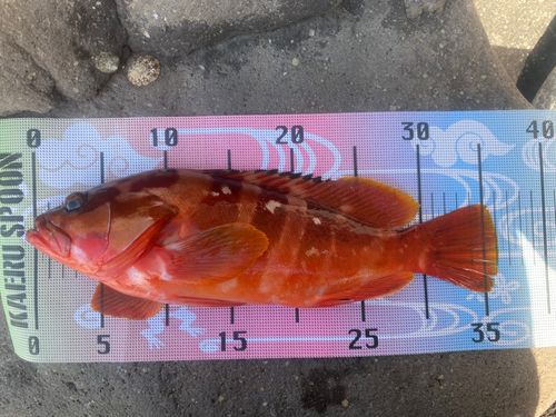 アカハタの釣果