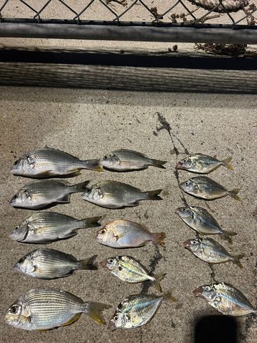 釣果