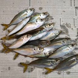アジ