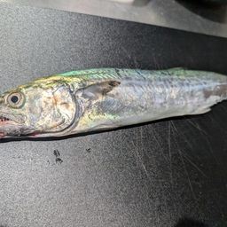 サゴシ