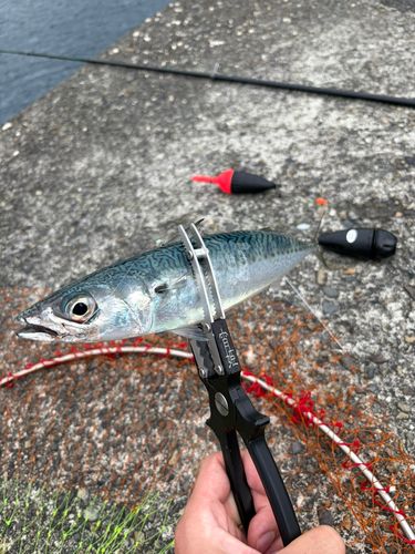 サバの釣果