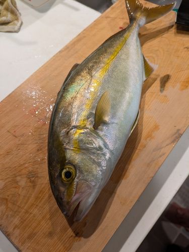シオの釣果
