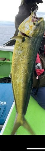 シイラの釣果