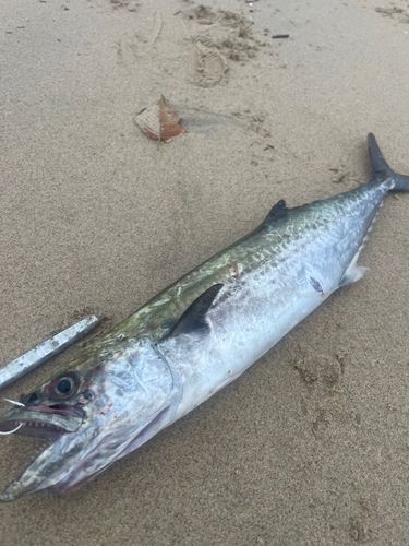 サゴシの釣果