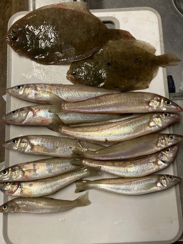 キスの釣果
