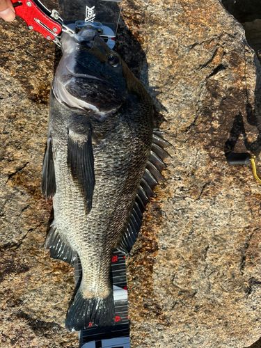 チヌの釣果