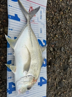 ロウニンアジの釣果