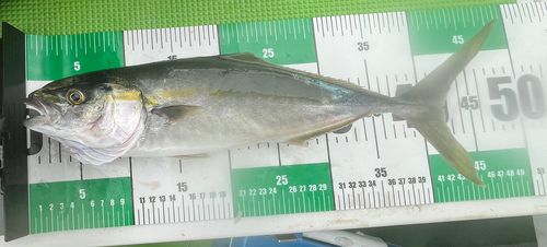 イナダの釣果