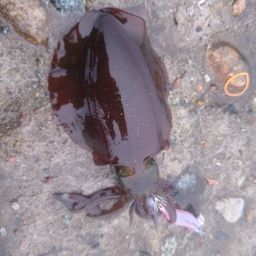 アオリイカ