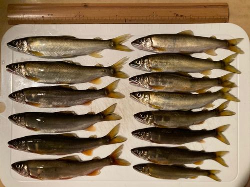 アユの釣果