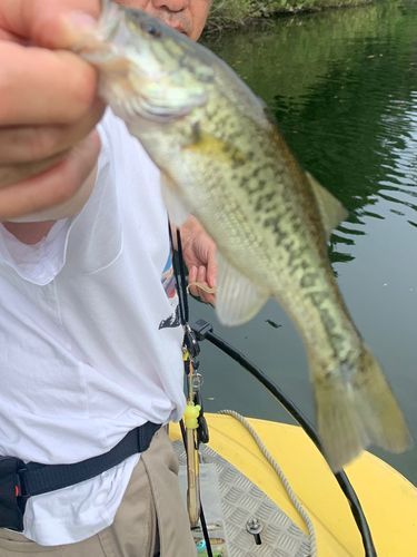 ラージマウスバスの釣果